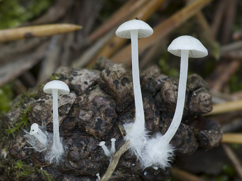 Hemimycena lactea